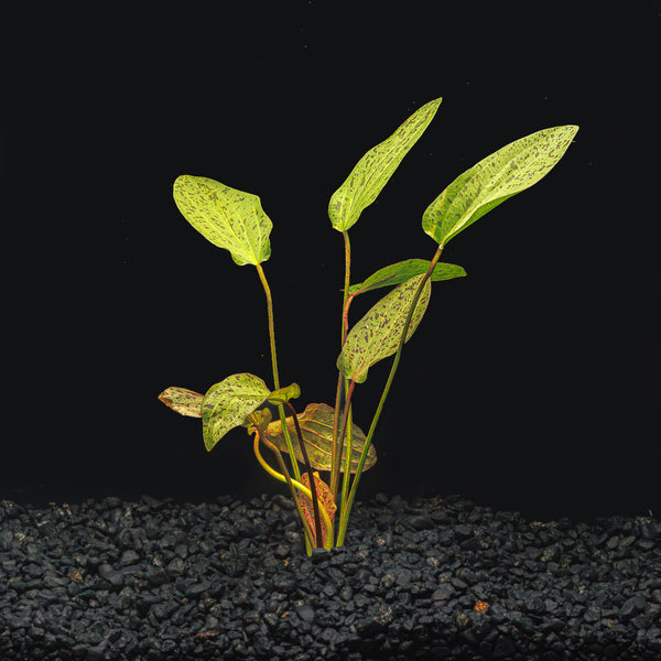 FA-Plants-