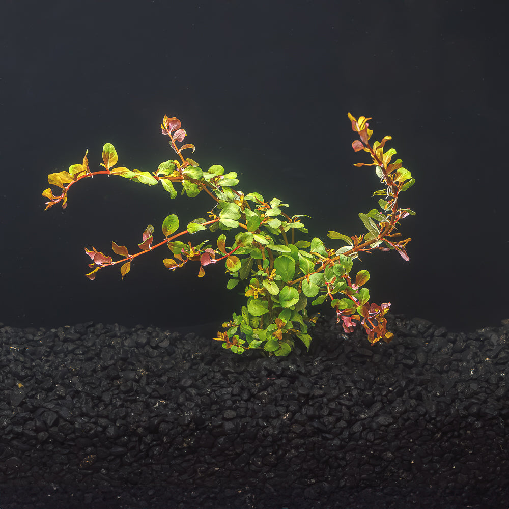 Rotala &#39;Vietnam H&#39;Ra&#39;