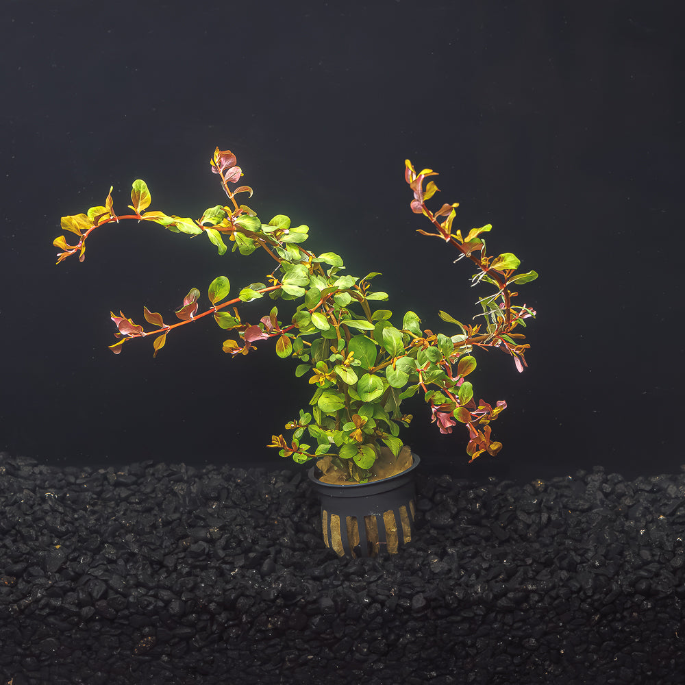 Rotala &#39;Vietnam H&#39;Ra&#39;
