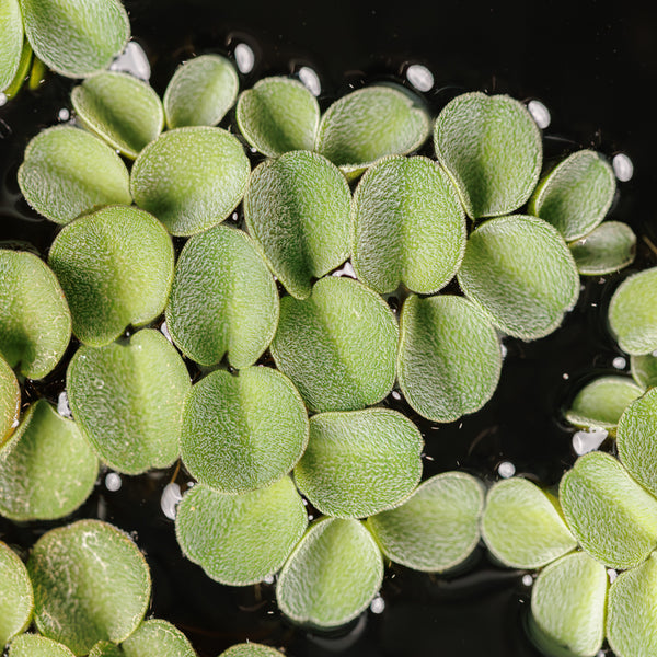 Salvinia Cucullata for Sale