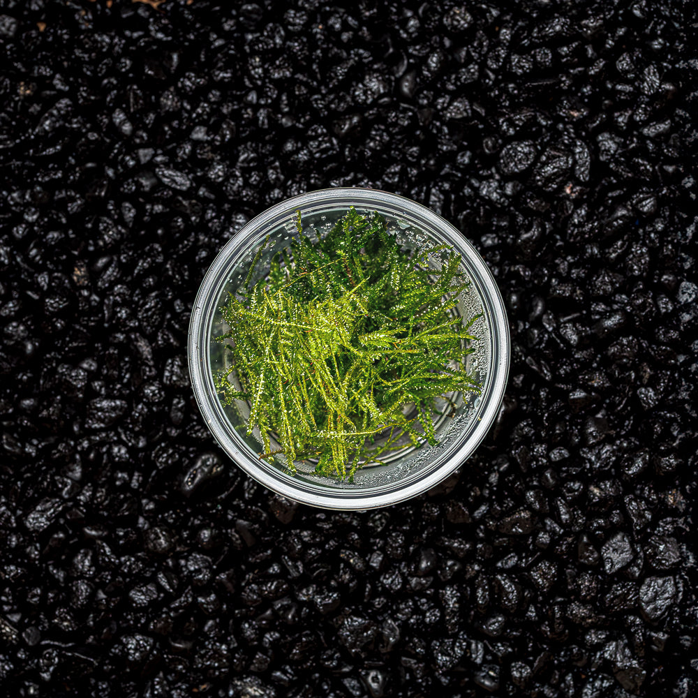 Spiky Moss | Taxiphyllum &#39;Spiky&#39;