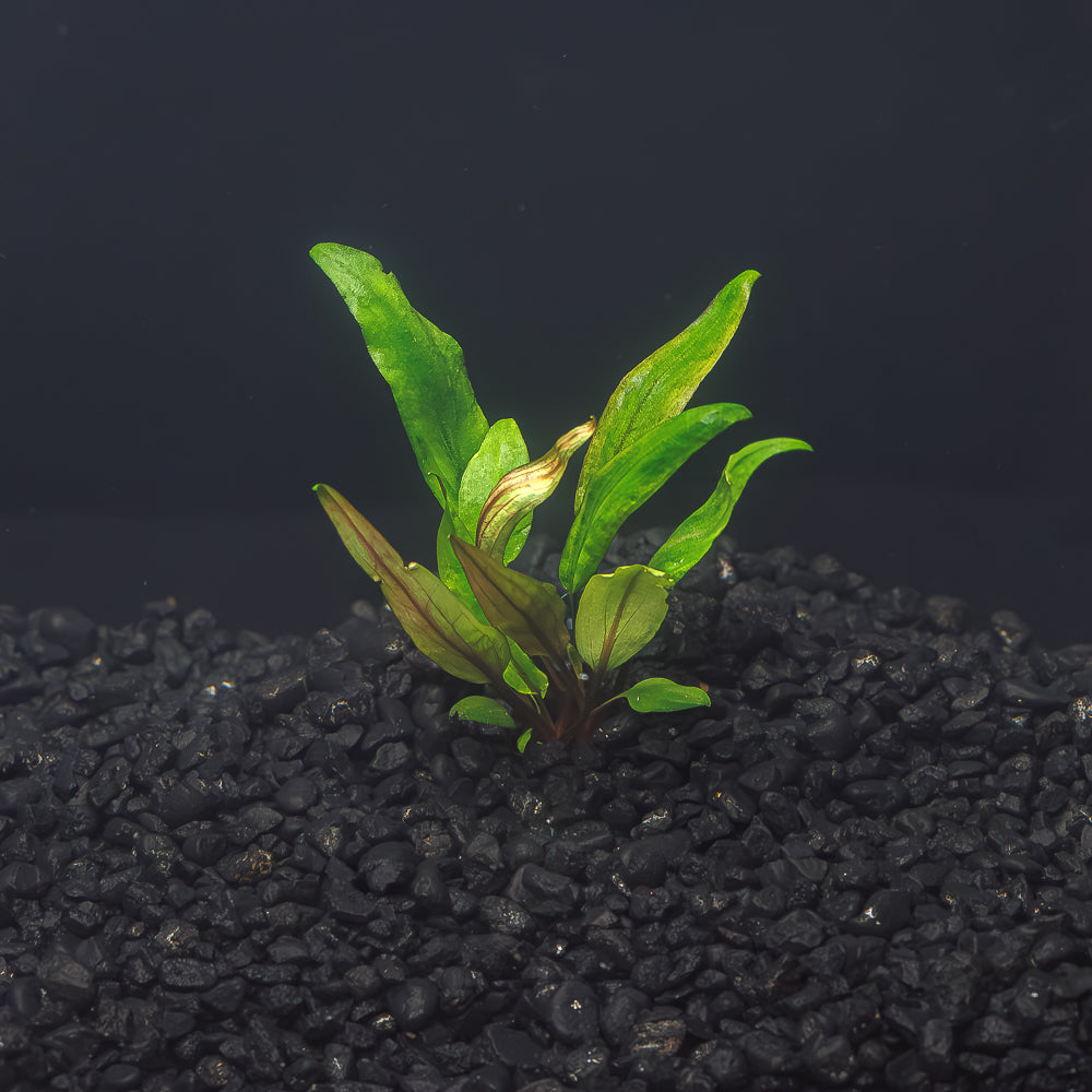 AZ‼️ cryptocoryne \"Diamond Line\"クリプトコリネ Cryptocoryne for Sale | Crypt Aquarium Plants