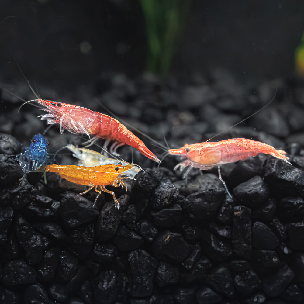 Neocaridina Adoption (Culls)