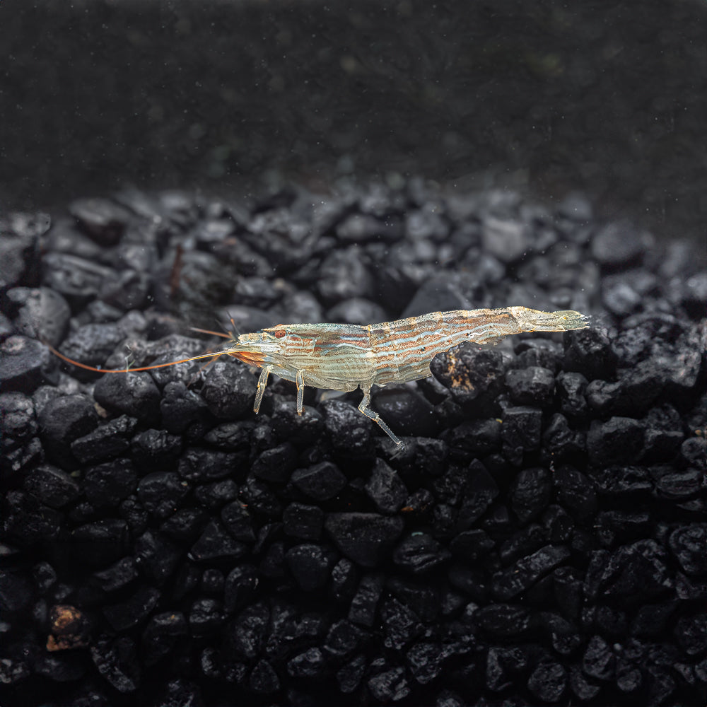 Bamboo Fan Shrimp