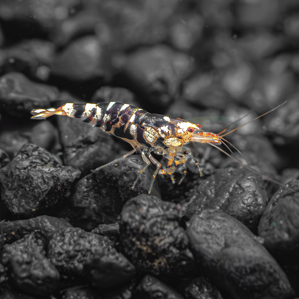 Black Fancy Tiger Shrimp