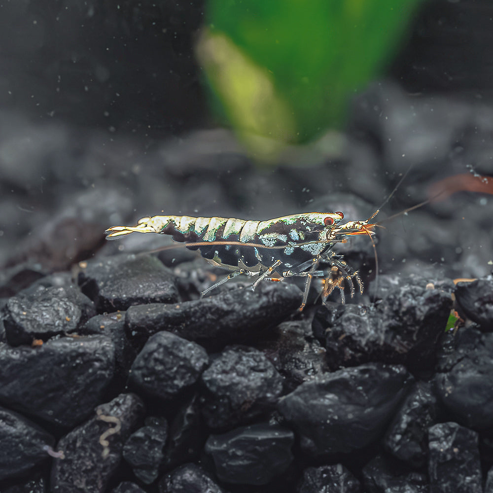 Black Galaxy Pintos - High Grade