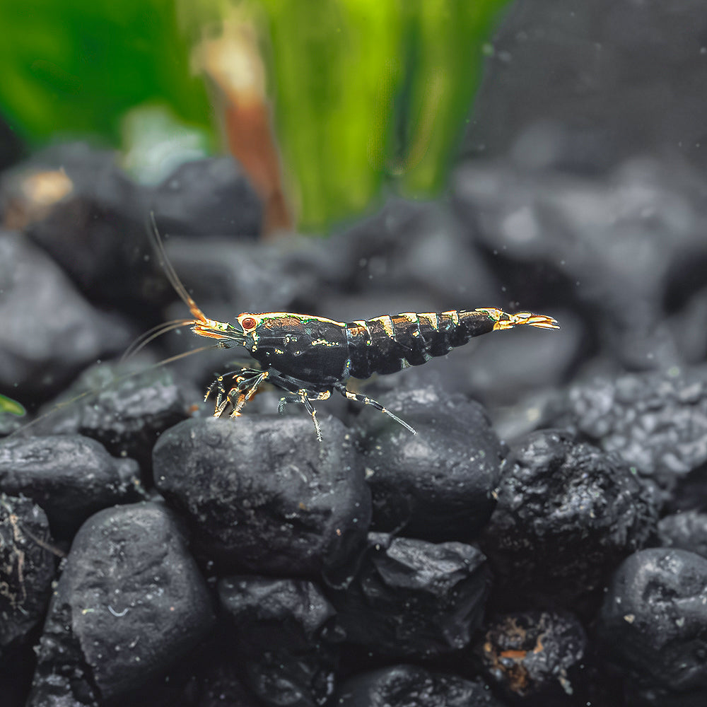 Black Galaxy Pintos - Mid Grade