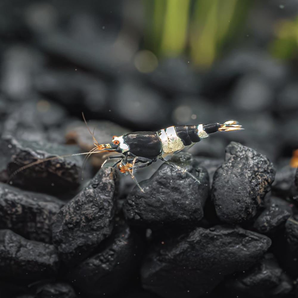 Black King Kong / Panda Shrimp Mix
