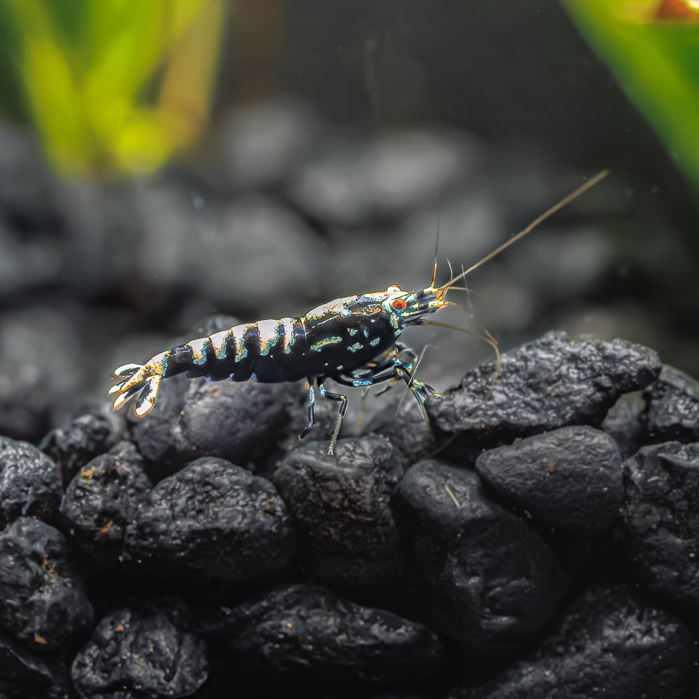 Black Pinto Shrimp - Mixed