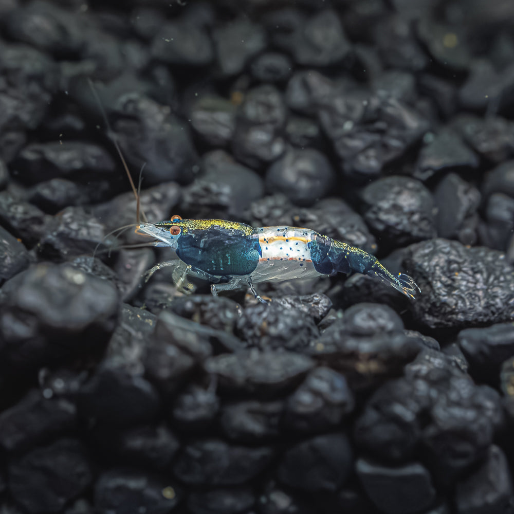 Neocaridina Shrimp Sale | Buy 5, Get 5