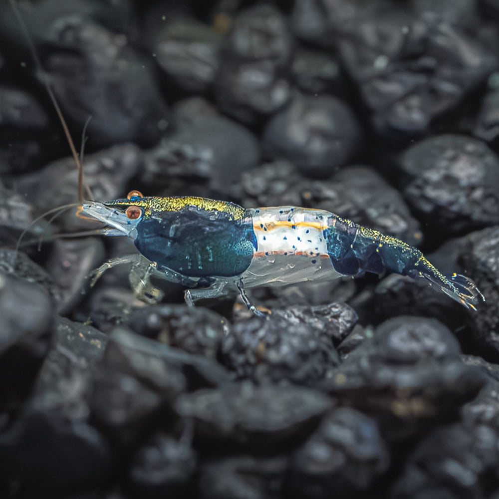 Carbon Rili Shrimp - Mixed