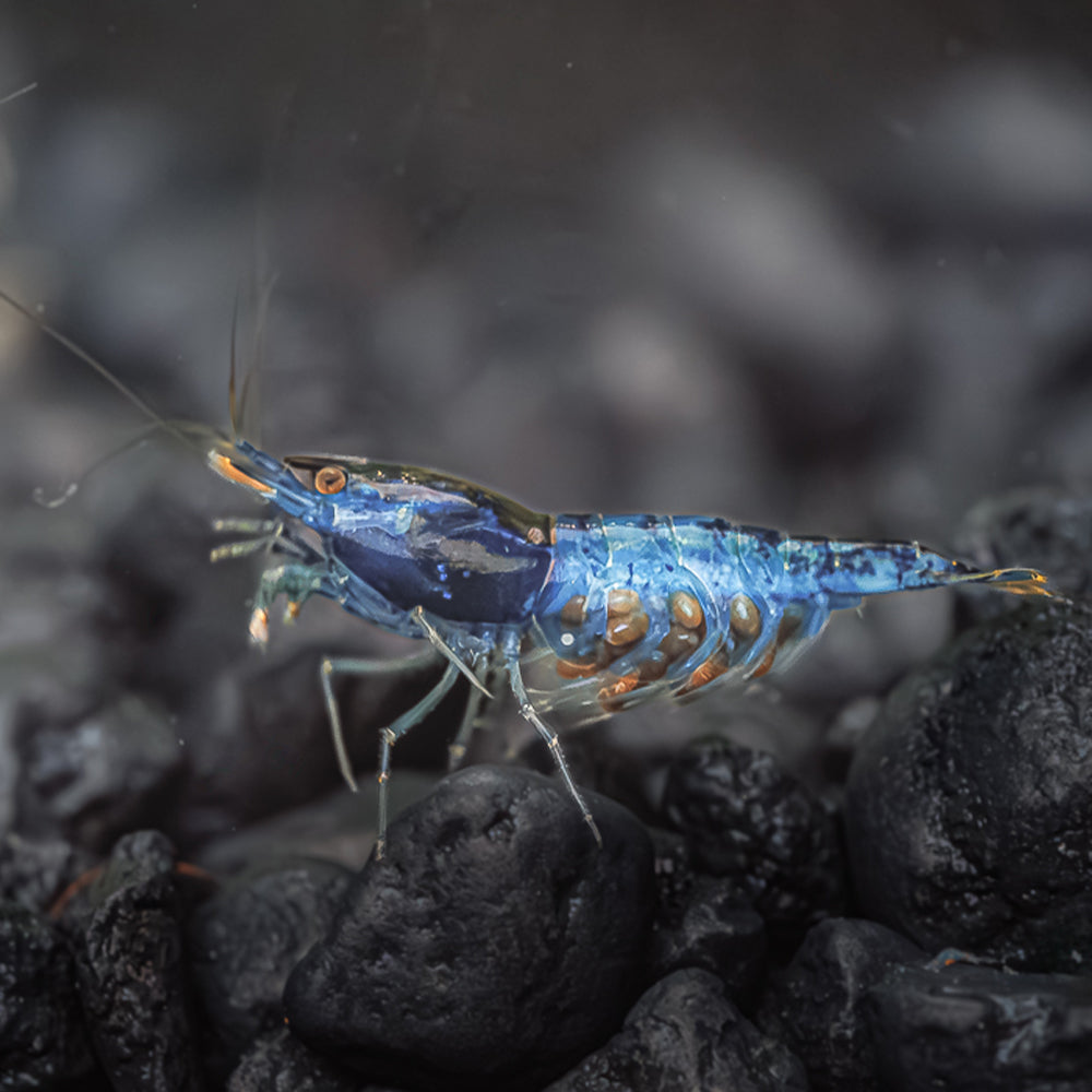 Blue Dream Shrimp