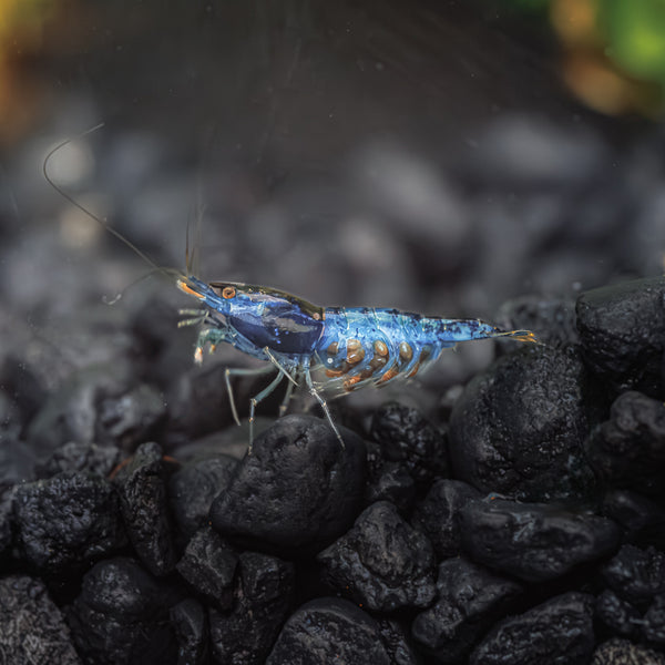 5+1 Blue Dream Shrimp for Sale