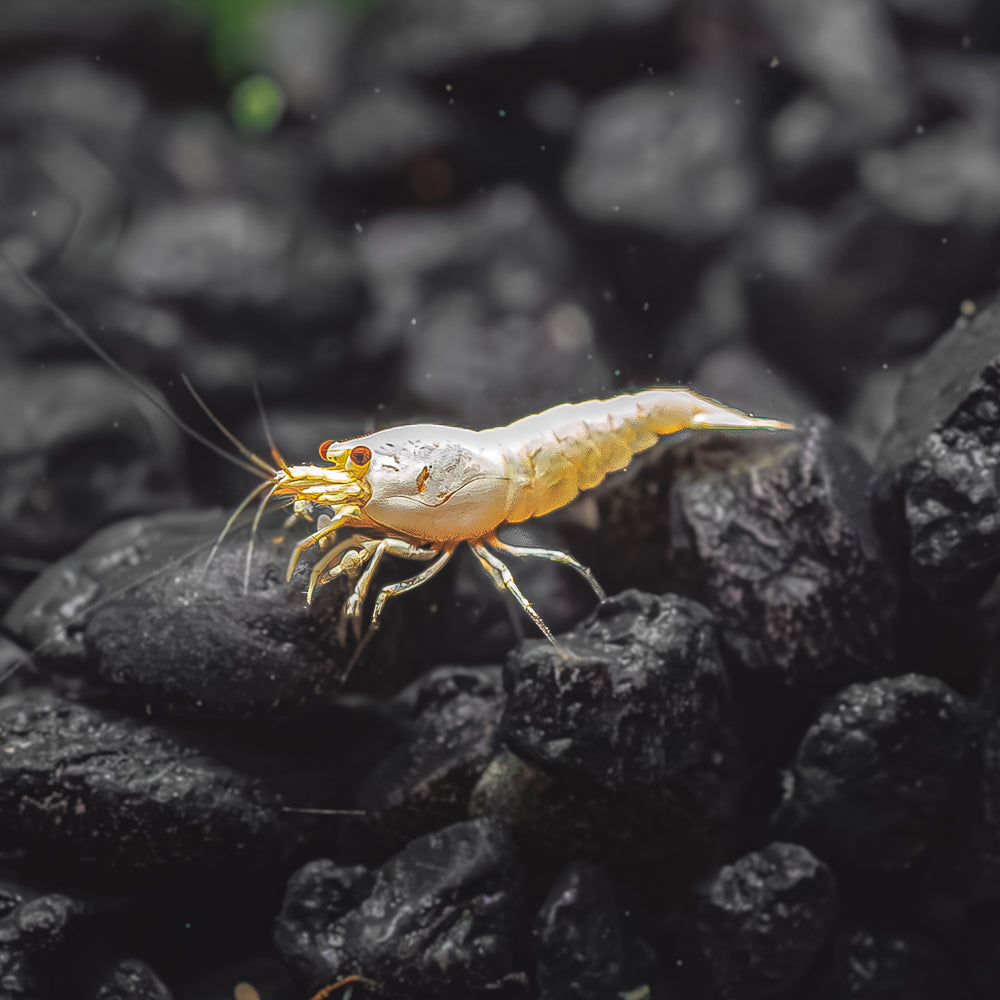 Golden Bee / Snow White