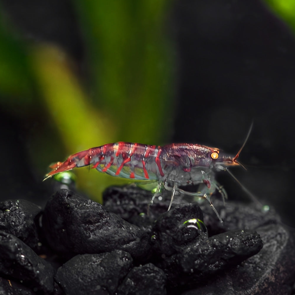 Orange Eyed Red Tiger Shrimp