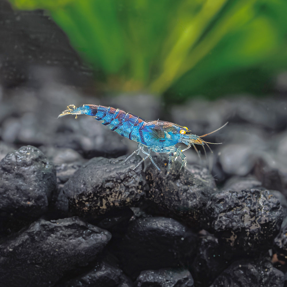 Orange Eyed Blue Tiger Shrimp