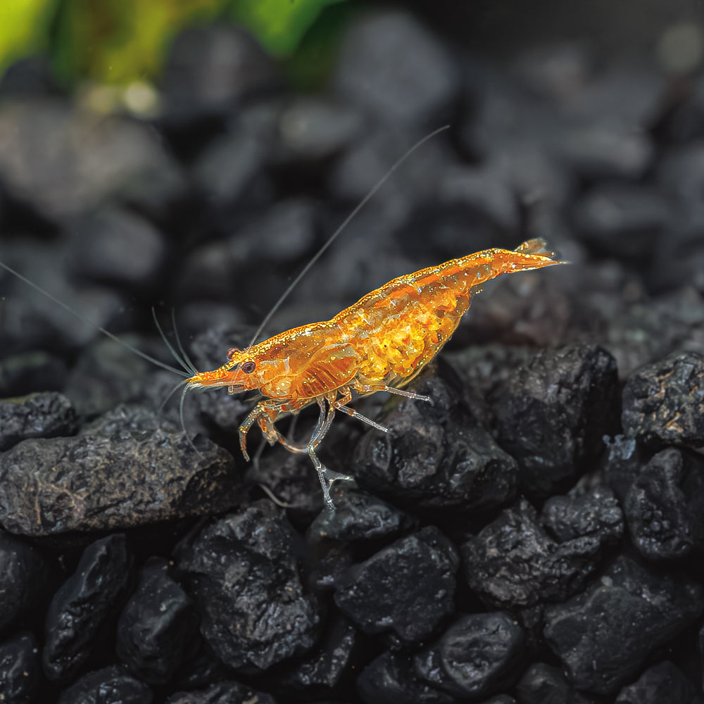 Orange Pumpkin Shrimp Health Problems: Tips for Prevention