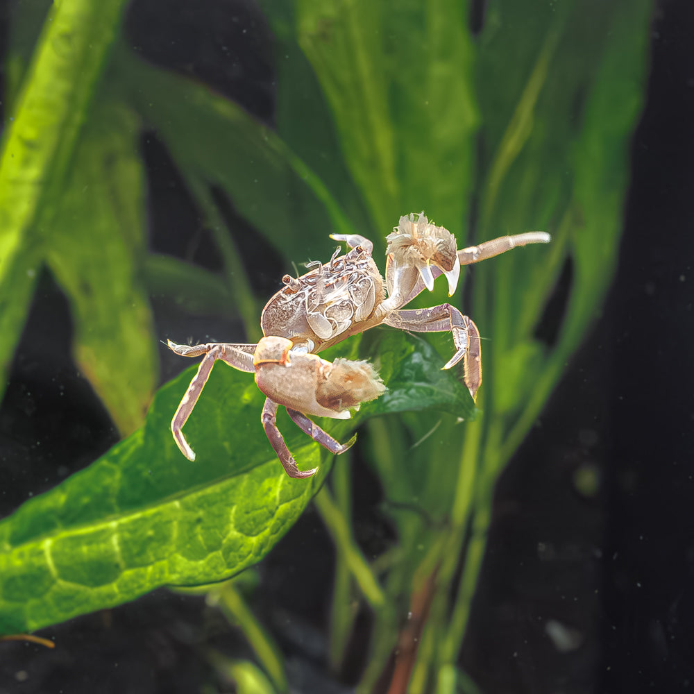 Pom Pom Crab | Freshwater Pom Pom Crabs - Flip Aquatics