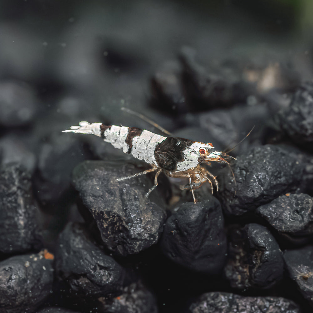 Pure Black Line Shrimp