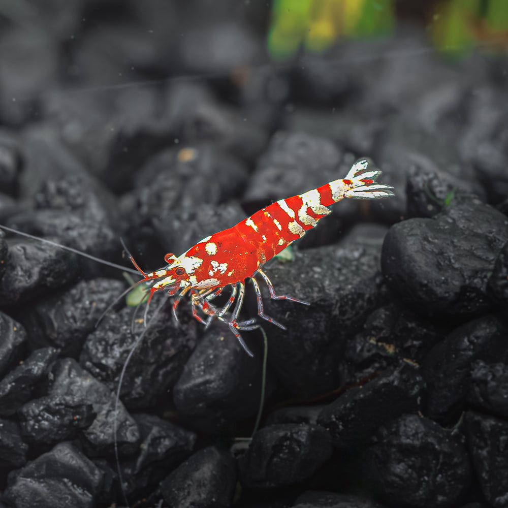 Red Fancy Tiger Shrimp