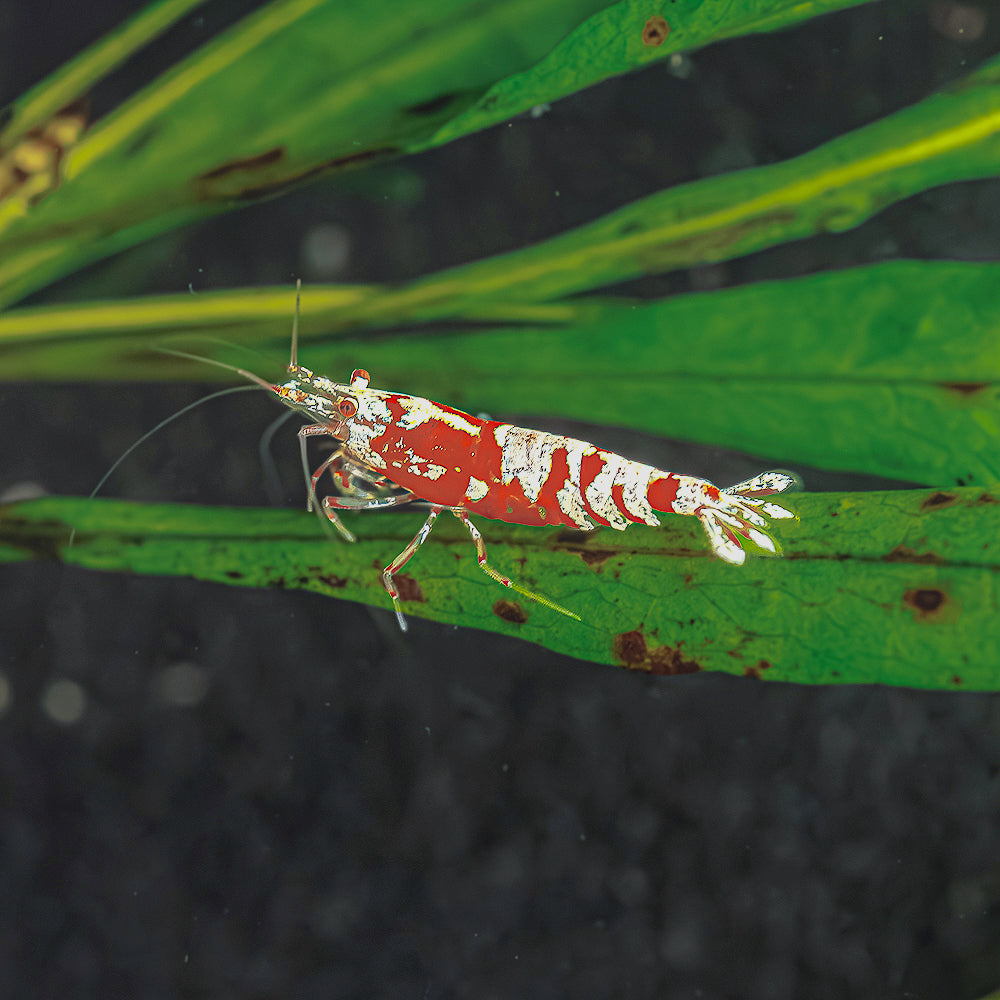 Red Fancy Tiger Shrimp - High Grade
