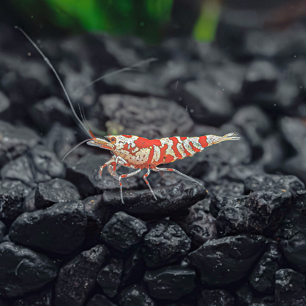 Red Fancy Tiger Shrimp - Mid Grade