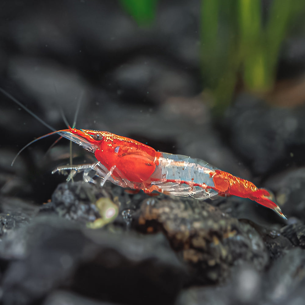 Shop Shrimp Page 2 - Flip Aquatics