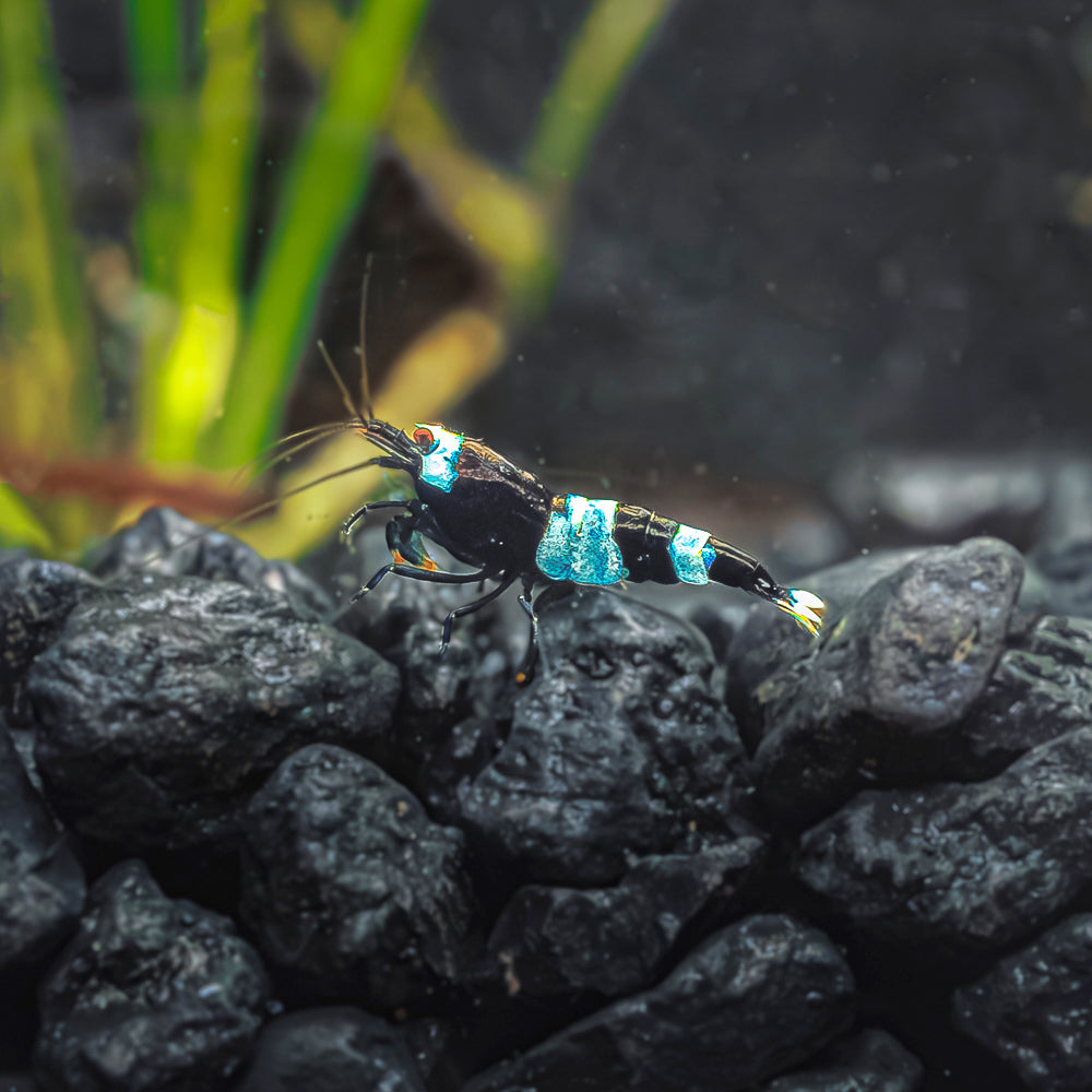 Shadow Panda / King Kong Shrimp