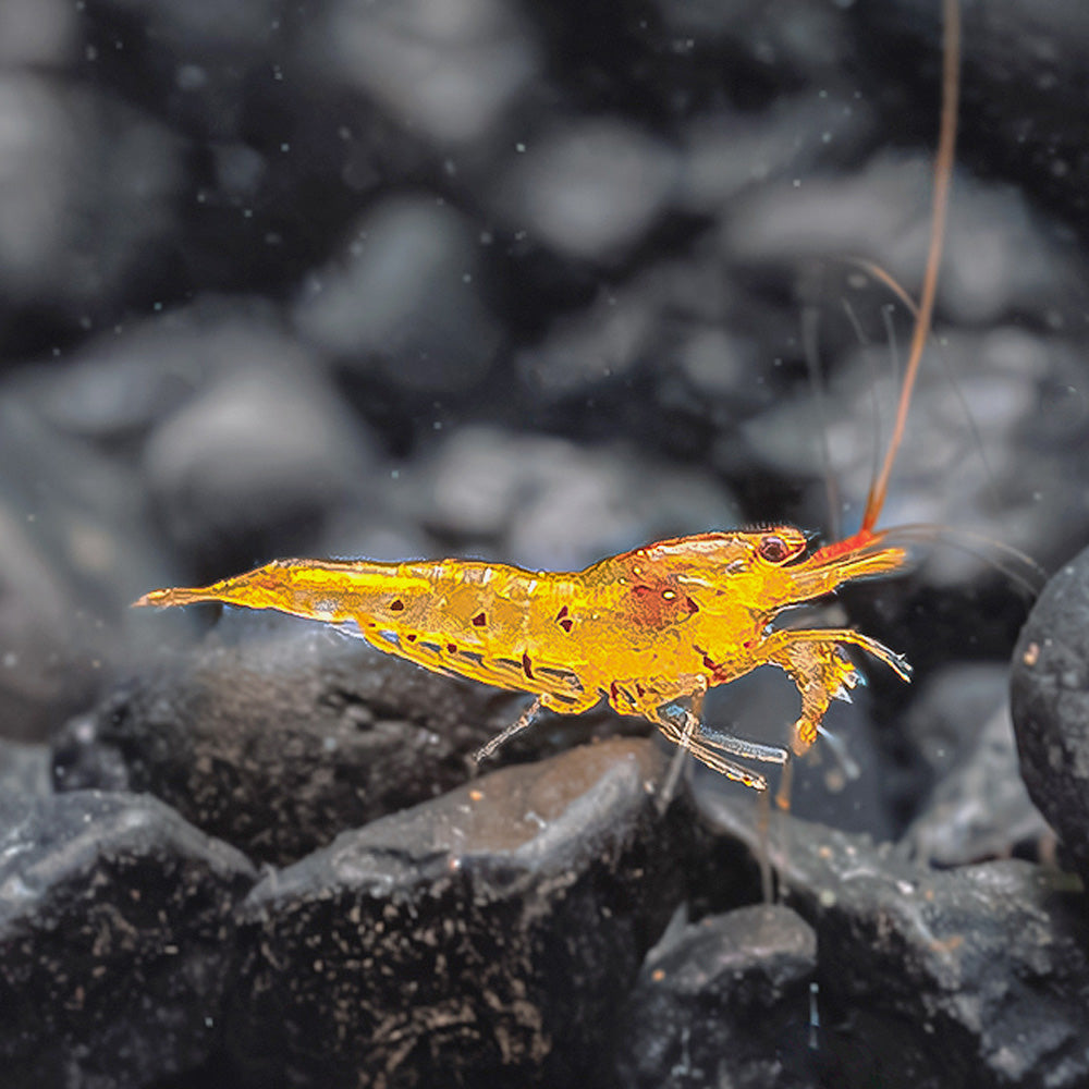 Tangerine Tiger Shrimp Health Problems: Prevention & Solutions