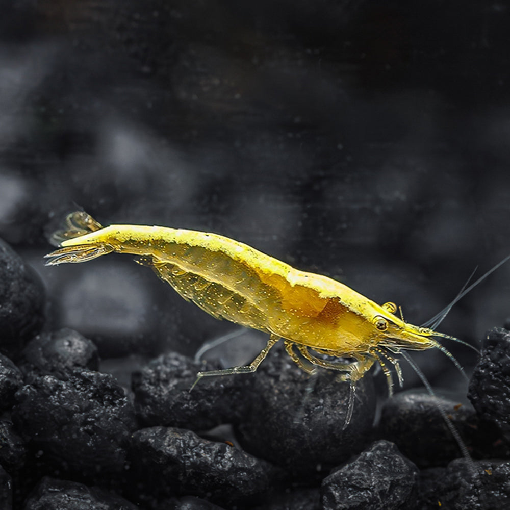 Yellow Golden Back Neocaridina Shrimp | Shop Now Online - Flip 