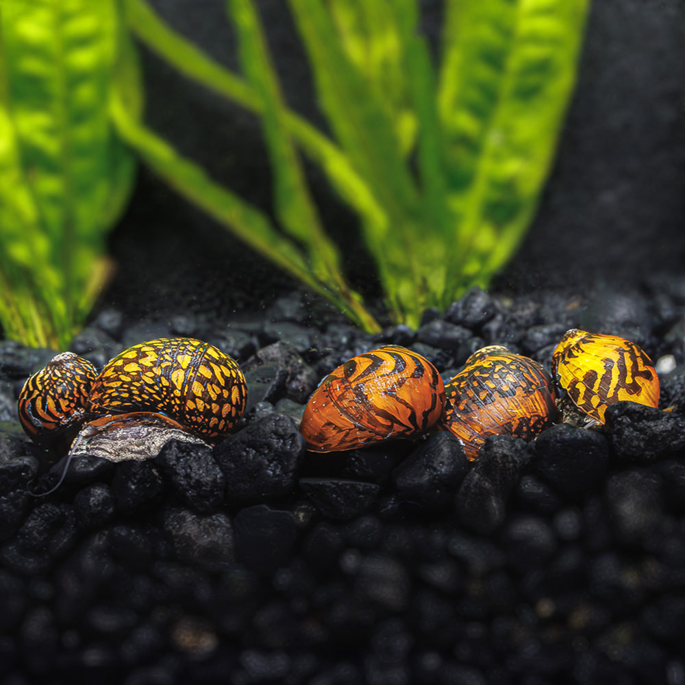 3 Batik Nerite Snails