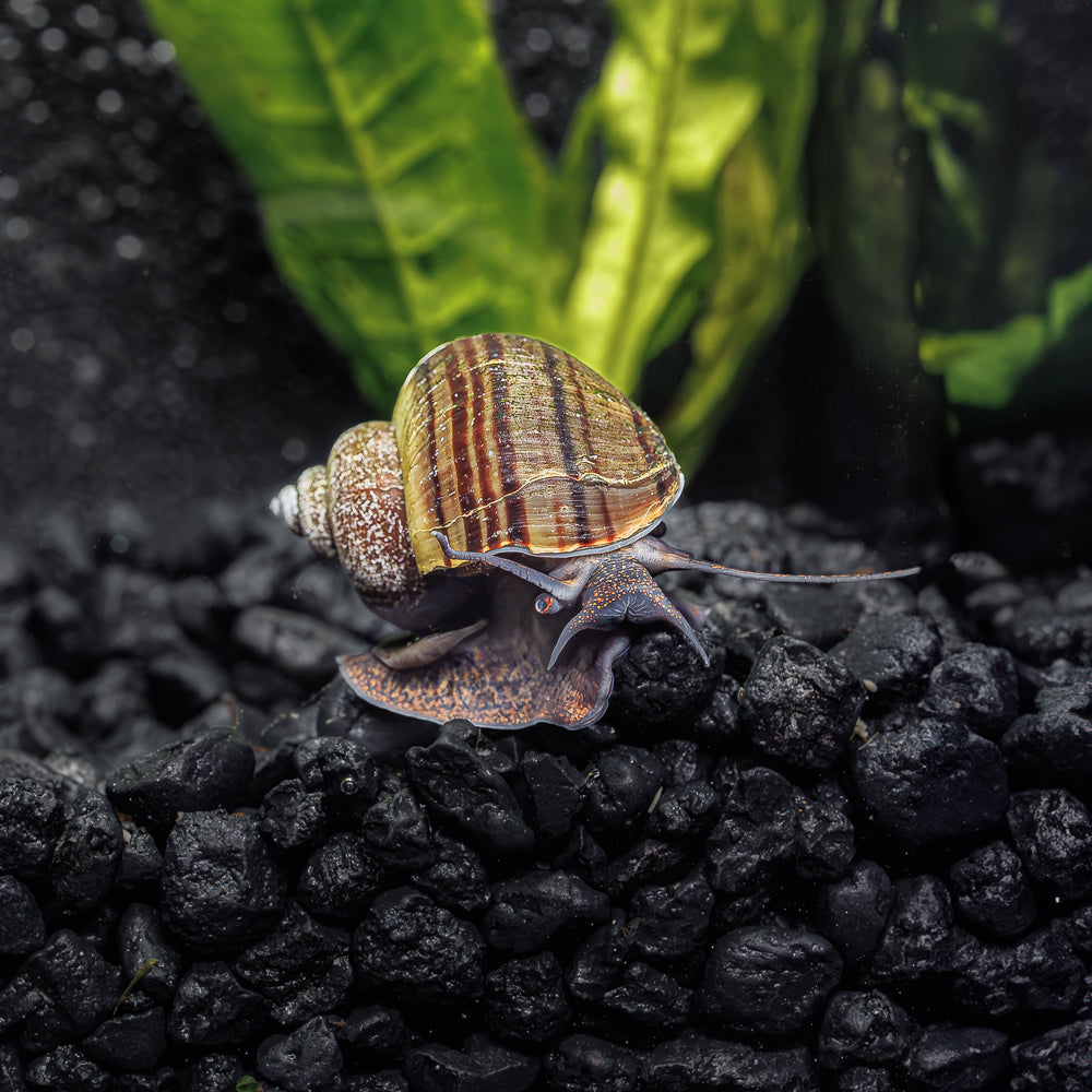 3 Black Mystery Snails