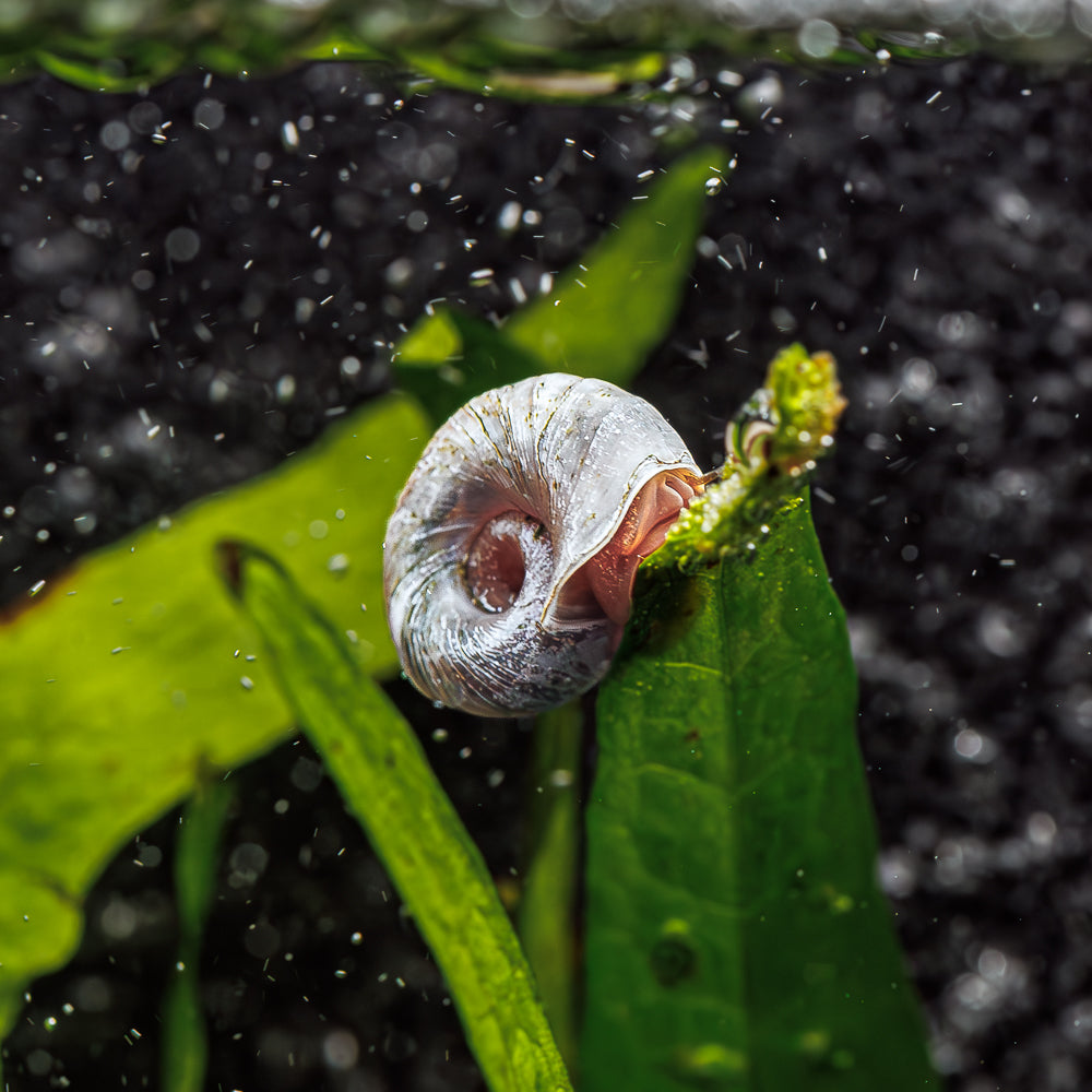 3 Blue Ramshorn Snails