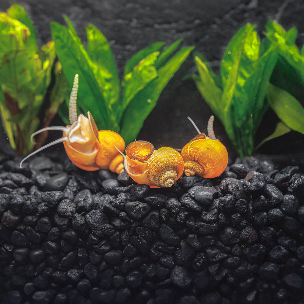3 Gold Mystery Snails