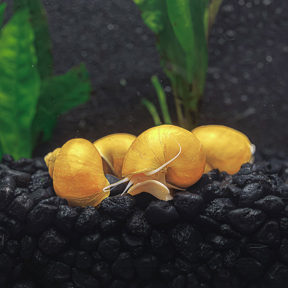 3 Gold Mystery Snails