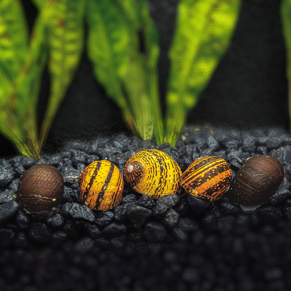 3 O-Ring Nerite Snails