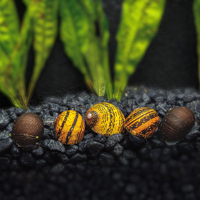 Nerite Snails for Sale | 100% Live Arrival Guarantee