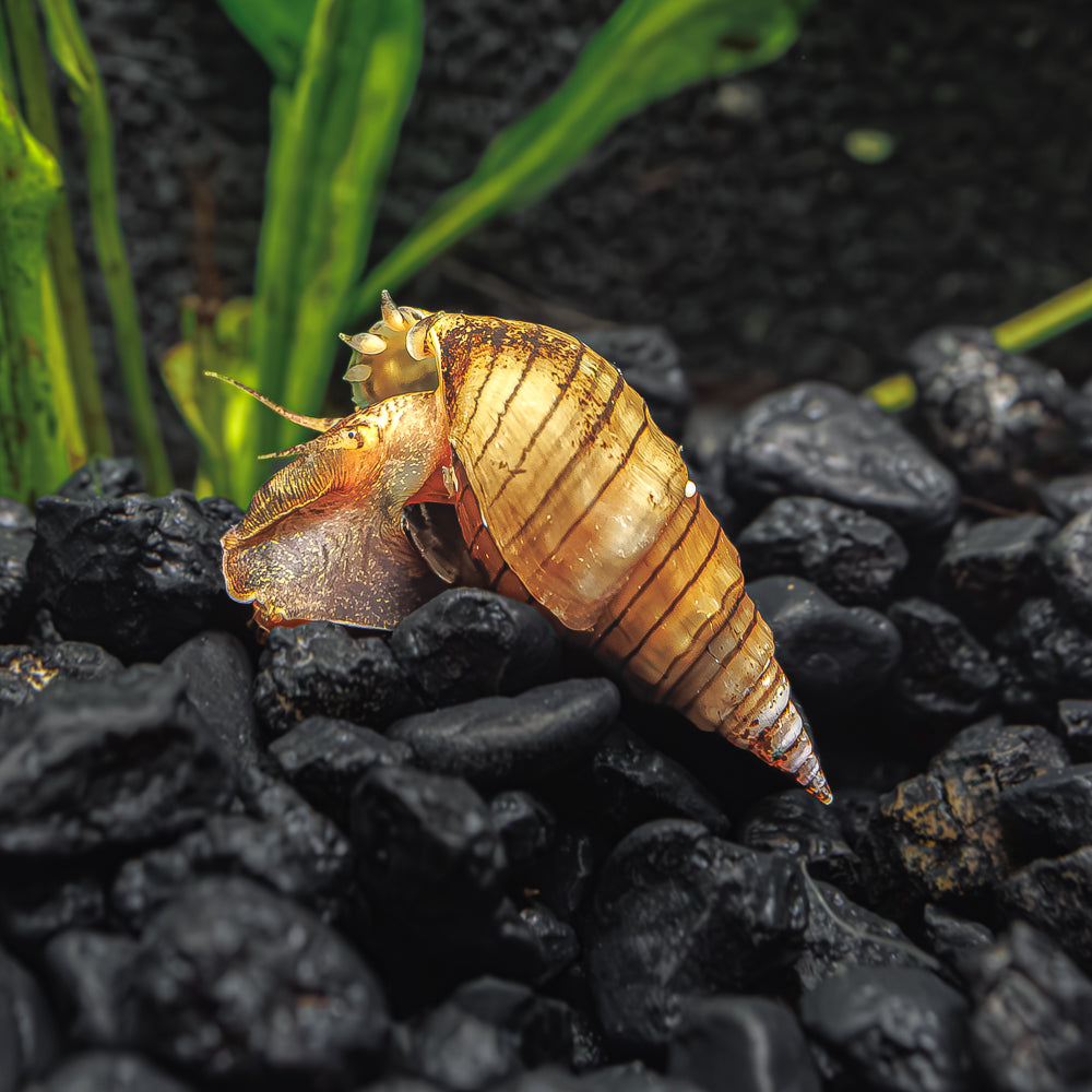 3 Prambanan Nerite Snails