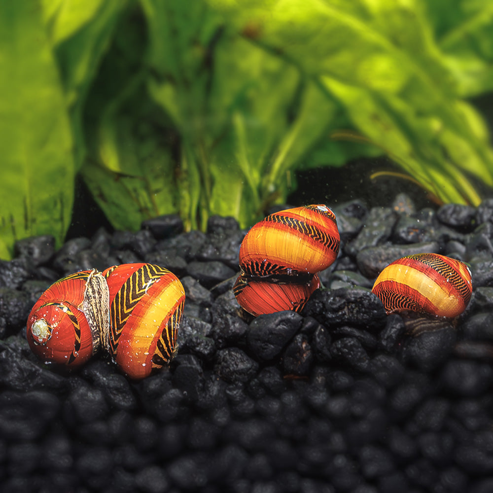 Red Racer Nerite | Shop Red Racer Nerite Snails