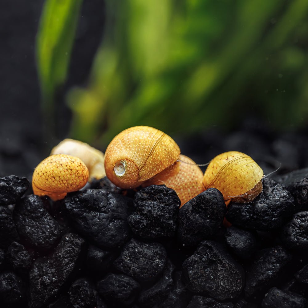 Nerite snail eggs