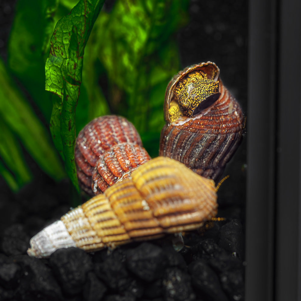Yellow Spotted Rabbit Snails