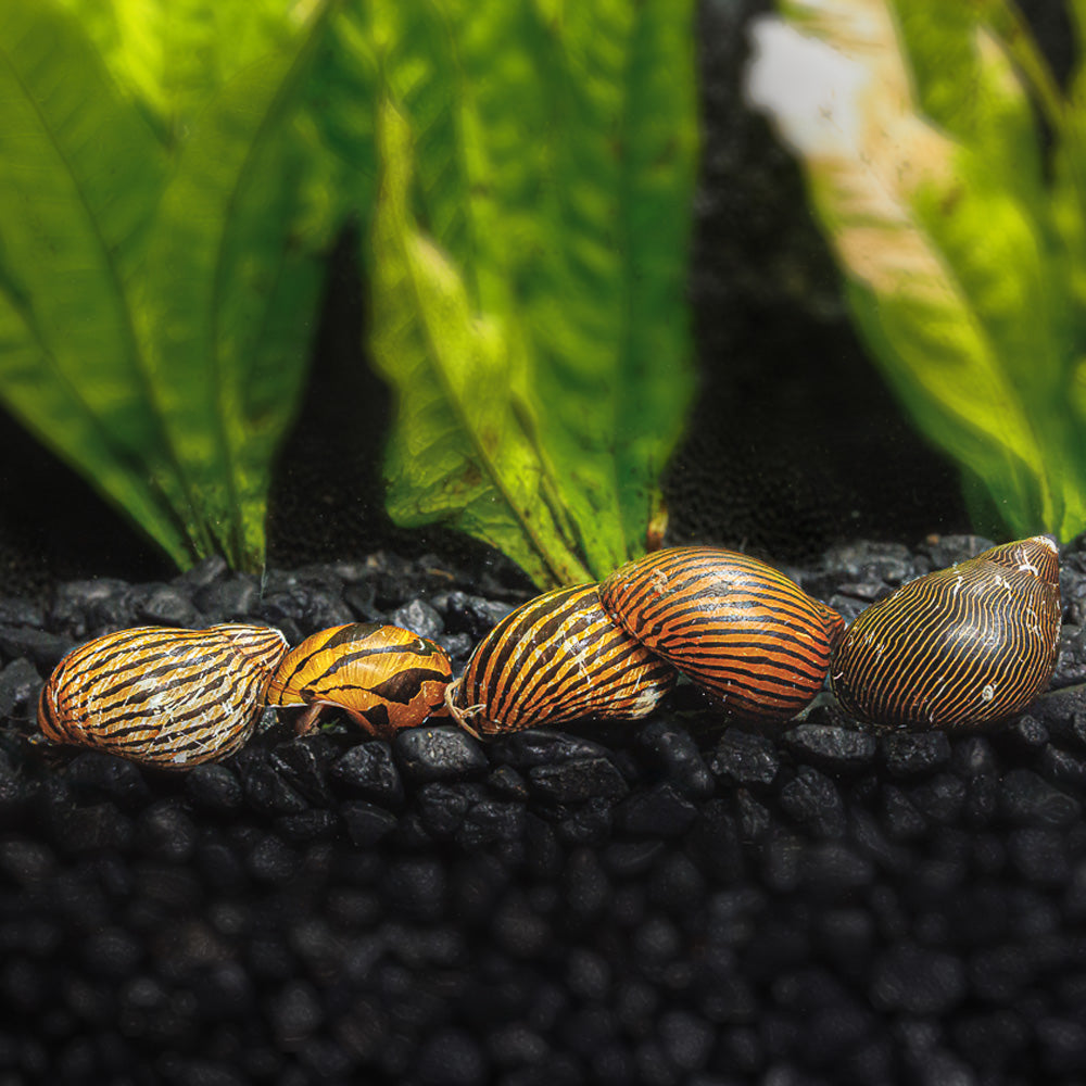 3 Zebra Nerite Snails - Flip Aquatics