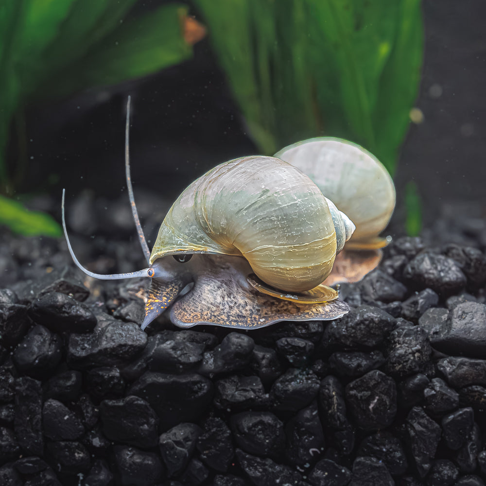 3 Blue Mystery Snails