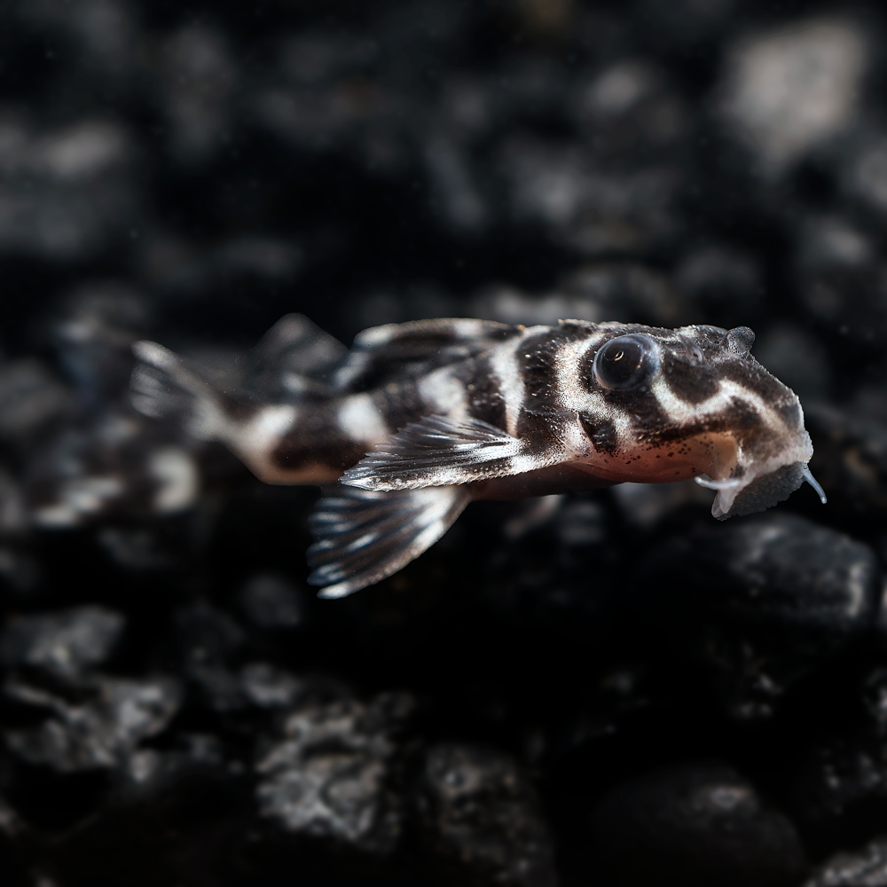 A close up underwater photograph of a False Zebra Pleco with black and white vertical stripes swimming over dark gravel