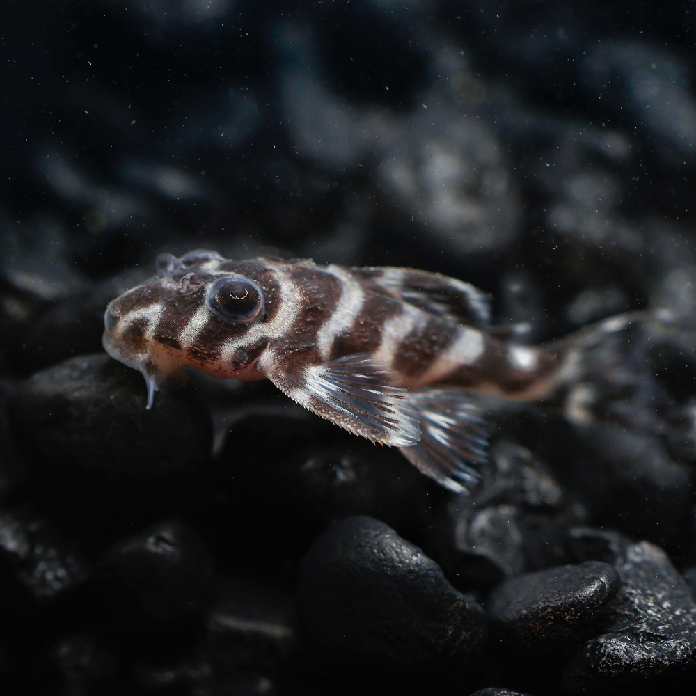 A close-up underwater photograph of a False Zebra Pleco with black and white vertical stripes swimming over dark gravel.