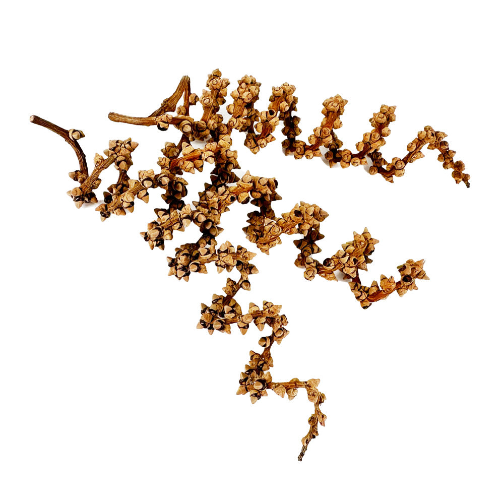 Fishtail Palm Spring Stems