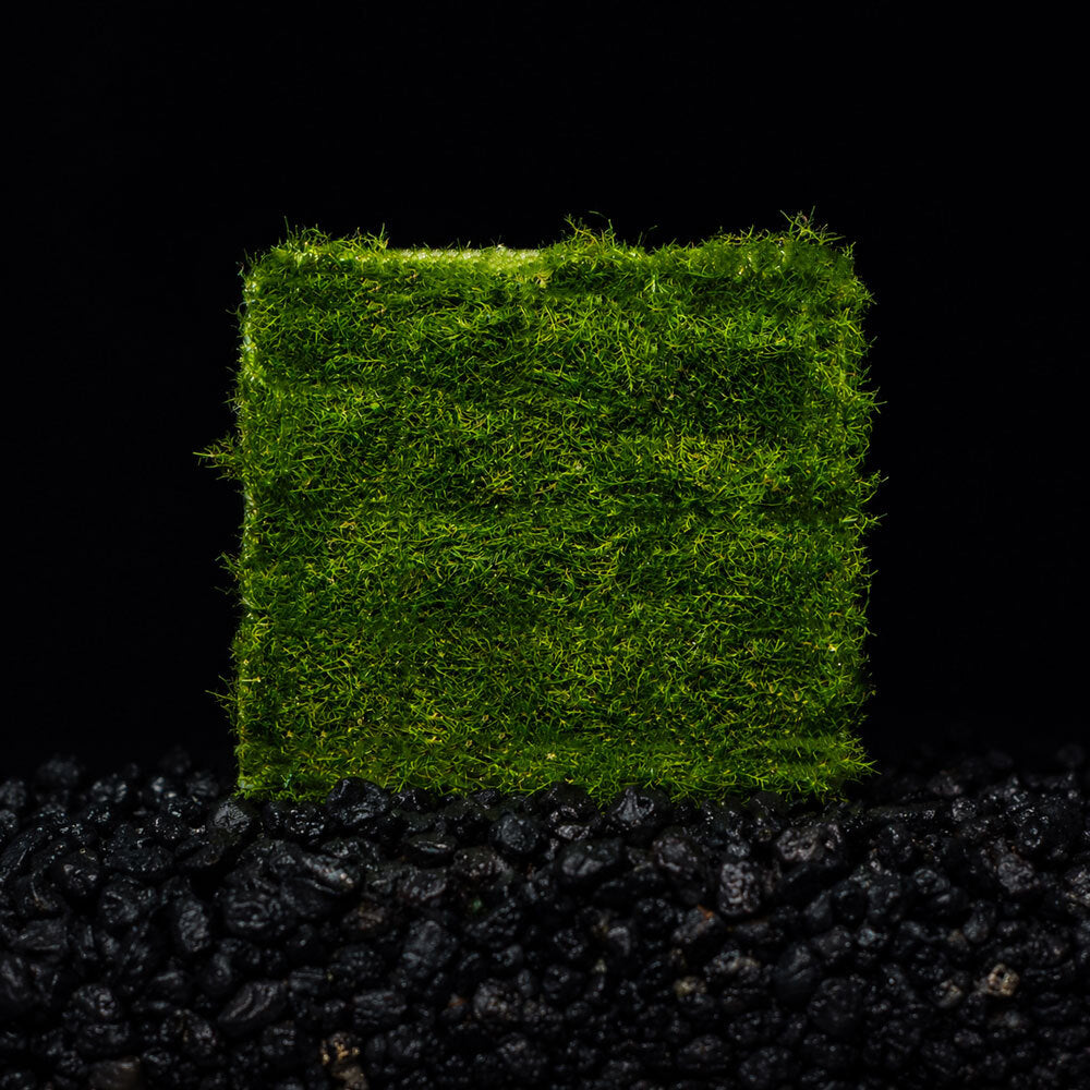 Fissidens Fontanus Moss Mat on black background 