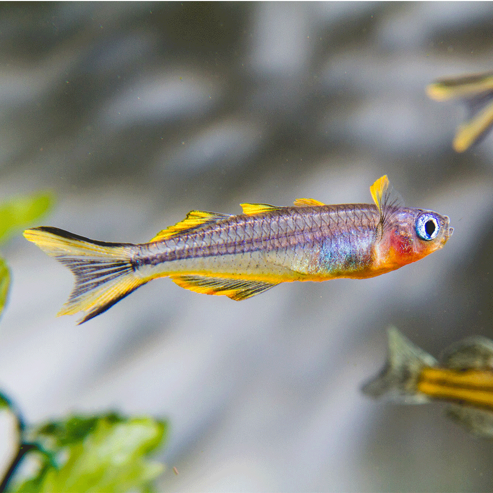 Buy Forktail Blue-Eye Rainbowfish for Your Aquarium