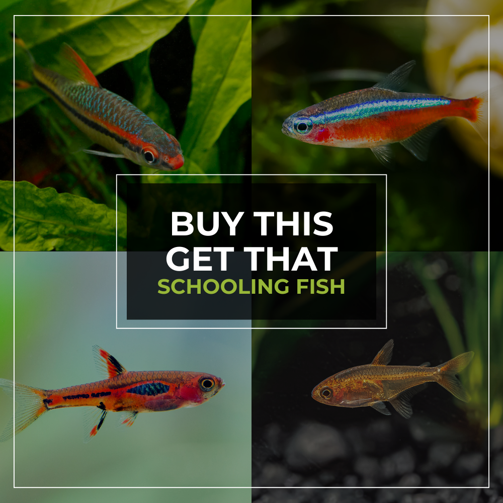 Black Friday Special | BUY 5, Get 5 FREE Select Fish