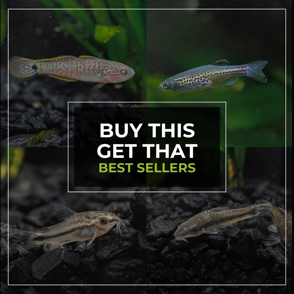 Cyber Monday Special | Buy X, Get Y on Our Best Selling Fish
